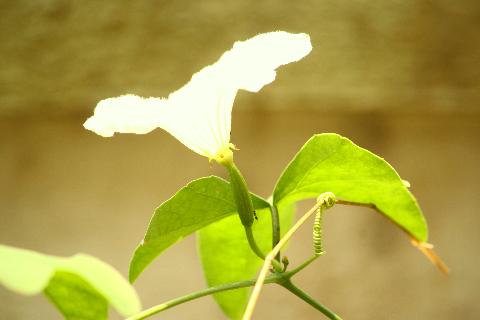 Goan Vegetables - Download Goa Photos